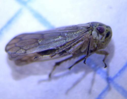 Réf. 259 563 : Oncopsis (flavicollis-subangulata)